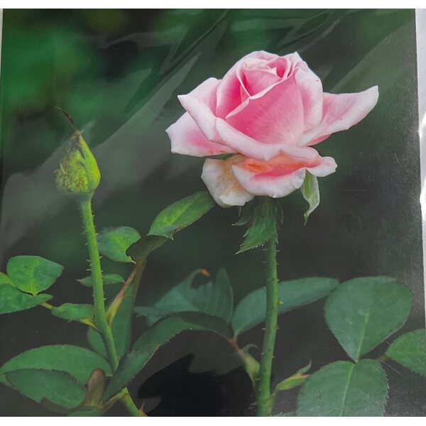 Sköna ting postikortti ja kuori vaaleanpunainen ruusu